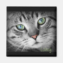 Recherche de de chaton magnets Chien