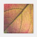 Search for leafs magnets Autumn