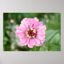 Recherche de zinnia posters Nature