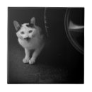 Recherche de chat adorable carreaux Chatte