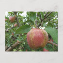 Recherche de cueillette cartes postales Verger