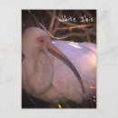 Search for ibis postcards Birds