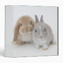 Search for dwarf binders Looking at camera