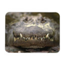 Recherche de d alligator magnets Faune