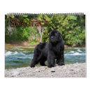 Search for year calendars Dog