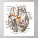 Search for circulation posters Anatomy