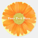 Recherche de gerbera orange Printemps