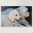 Recherche de goldendoodle puzzles Mignon