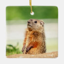 Search for groundhog ornaments Animal
