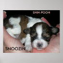 Search for weeks posters Puppy