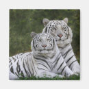 Search for bengal magnets Animal