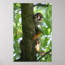 Search for cute monkey posters Ape