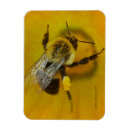 Recherche de pollen magnets Abeille