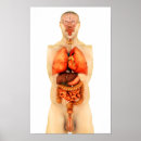 Search for organ anatomy posters Digitally generated image
