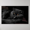 Recherche de chat persan posters Chats