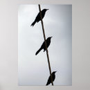 Recherche de oiseaux sur un fil posters Faune