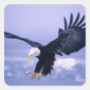 Search for eagle wings stickers Usa