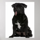 Search for old dog photos posters Domestic animals