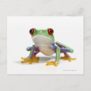 Recherche de humour grenouille cartes postales Reptile