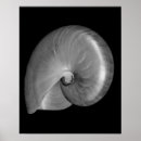 Search for nautilus shells posters Ocean