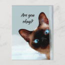 Search for thinking cat postcards Cute