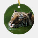 Recherche de chat bengale ornements Tigre