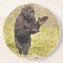 Search for chimp monkey coasters Ape