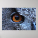 Recherche de owl posters Animal