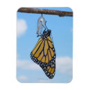 Search for monarch butterfly magnets Close up