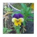Search for pansy tiles Botanical