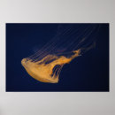 Recherche de méduses photographie Poissons
