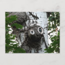 Search for birch trees postcards Photography
