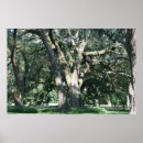 Recherche de oaks posters Arbre