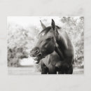 Search for laughing horse postcards Animal