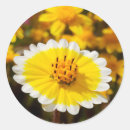 Search for anza borrego stickers Arid