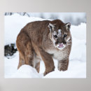 Recherche de animal puma posters Nature