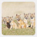 Search for burrowing stickers Nature
