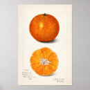 Search for orange fruit art Chef