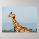 Recherche de girafe amour posters Animaux