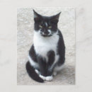 Recherche de chat sauvage cartes postales Animaux domestiques