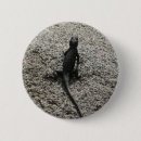 Recherche de lézards badges Nature