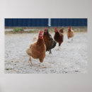 Search for black chicken art Hen
