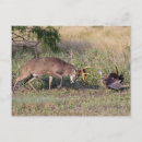Recherche de habitat cartes postales Superstock