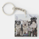 Recherche de bergers australiens accessoires Aussie