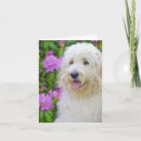 Search for goldendoodle cards Puppy