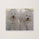 Recherche de chien de frise de bichon puzzles Chiens