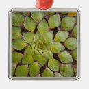 Search for aquatic ornaments Plant