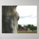 Search for dapple grey posters Equine