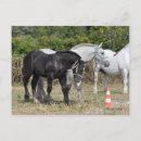 Recherche de percherons cartes postales Gris