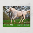 Recherche de juments cartes postales Pur sang